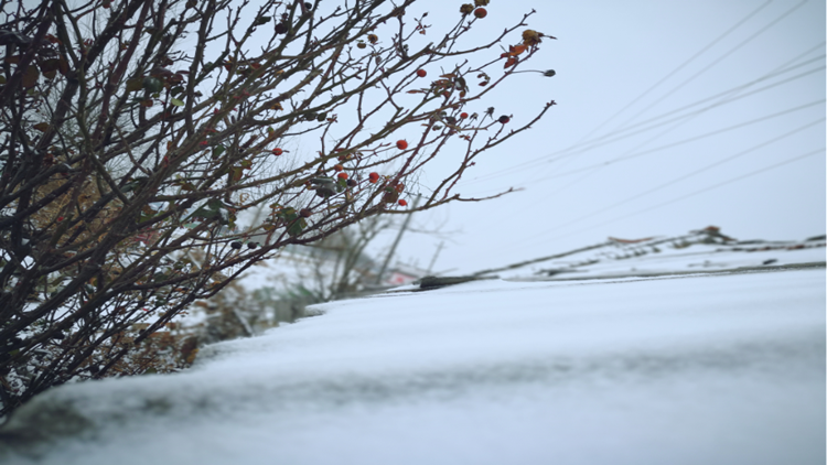 春雪来了，战胜疫情的日子也就更近了